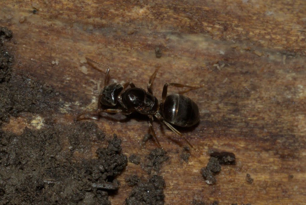 Shaded Fuzzy Ant from Acacia Reservation (US-OH) on December 16, 2023 ...