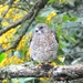 Northern Broad-winged Hawk - Photo (c) Isaí López, some rights reserved (CC BY-NC), uploaded by Isaí López
