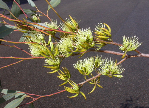Eucalyptus gardneri 4