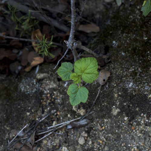 Moreno currant (Ribes canthariforme)