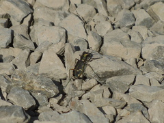 Cicindela limbalis