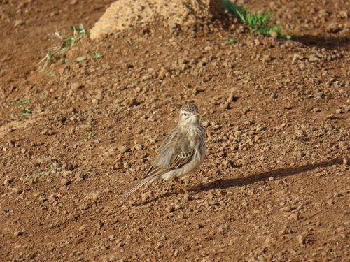 Bisbita caminero (Anthus berthelotii)