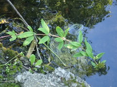 Hylotelephium verticillatum