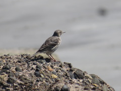 Anthus rubescens japonicus