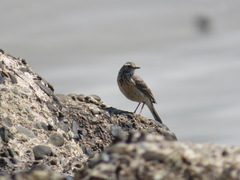 Anthus rubescens japonicus