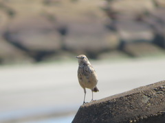 Anthus rubescens japonicus
