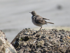 Anthus rubescens japonicus