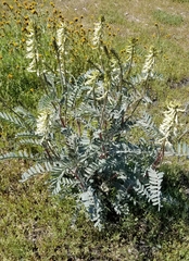 Astragalus oxyphysus