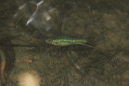 Montezuma Swordtail