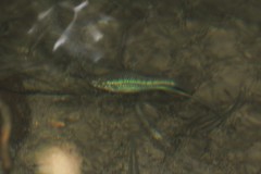 Xiphophorus montezumae