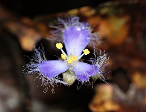 Geogenanthus ciliatus G.Brückn.