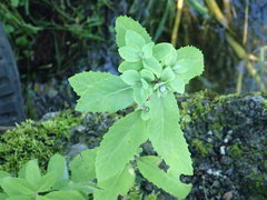 Hylotelephium verticillatum