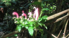 Centropogon cornutus