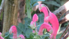 Centropogon cornutus