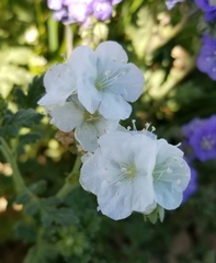 Phacelia ciliata ciliata