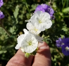 Phacelia ciliata ciliata