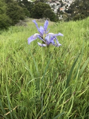 Iris longipetala