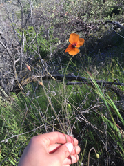 Papaver heterophyllum