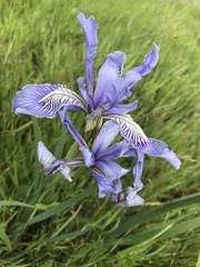 Iris longipetala