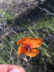 Papaver heterophyllum