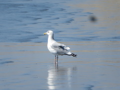 Larus argentatus vegae