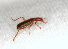 Hydnocerinae
