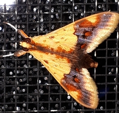 Tetracona pictalis