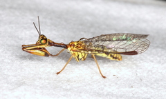Spaminta minjerribae