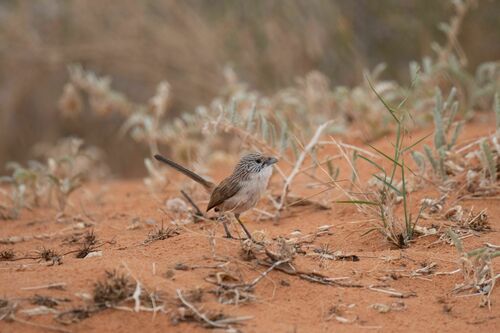 Eyrean Grasswren (Amytornis goyderi)