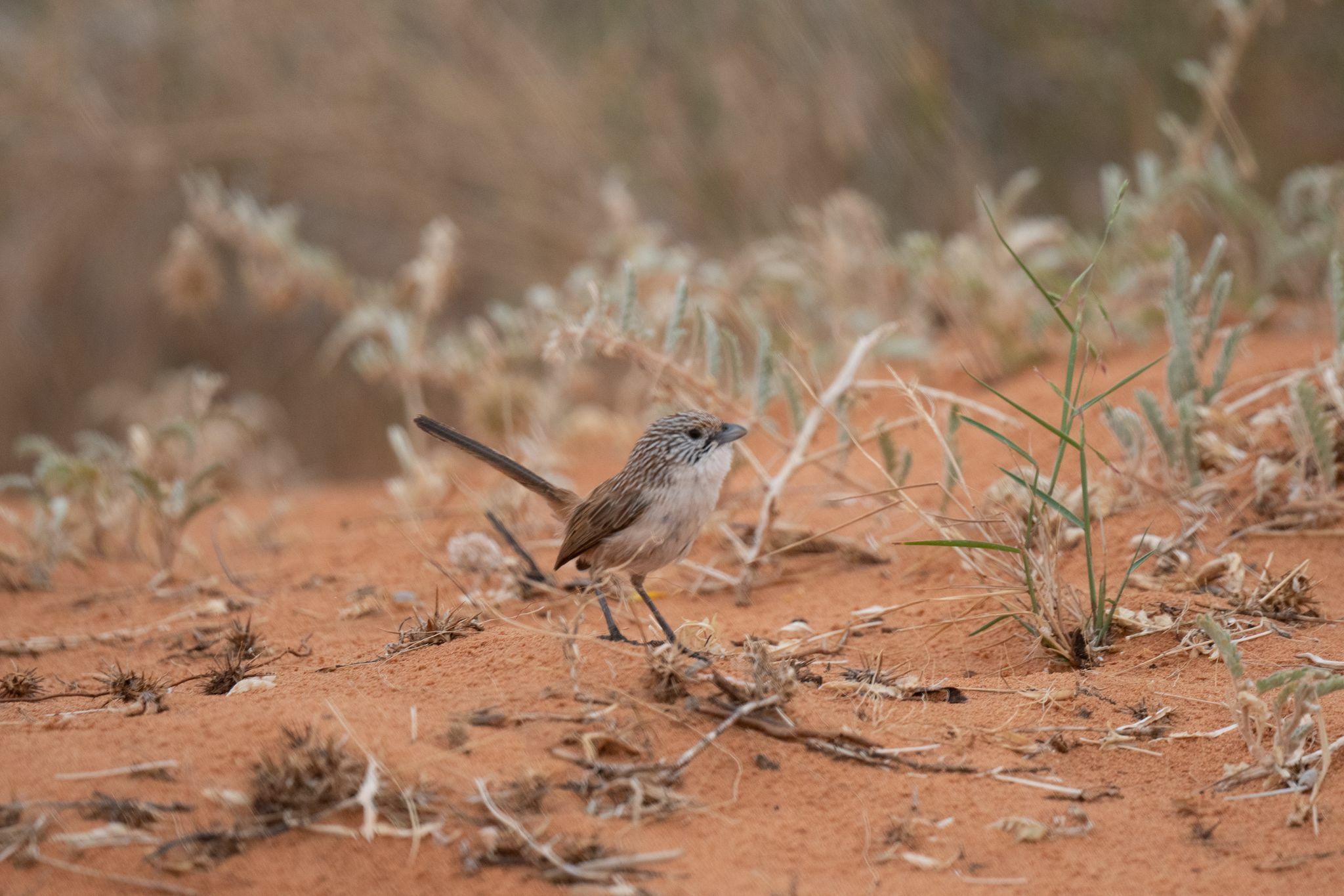 Eyrean Grasswren (Amytornis goyderi), photo 1