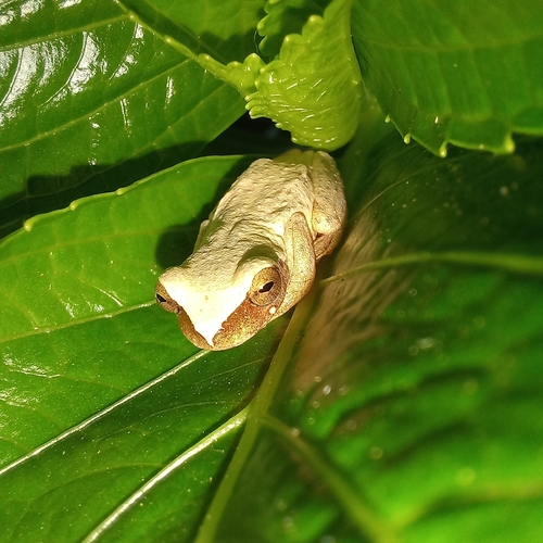 Bailey's Brazillian Tree Frog, Dendropsophus werneri