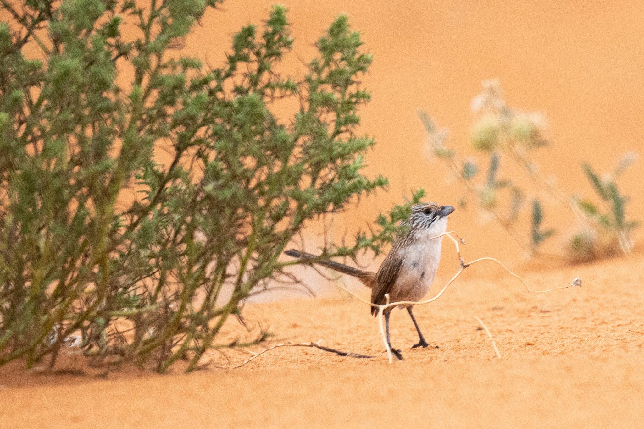 Eyrean Grasswren (Amytornis goyderi), photo 8