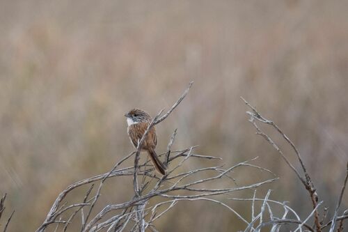 Eyrean Grasswren (Amytornis goyderi), photo 9
