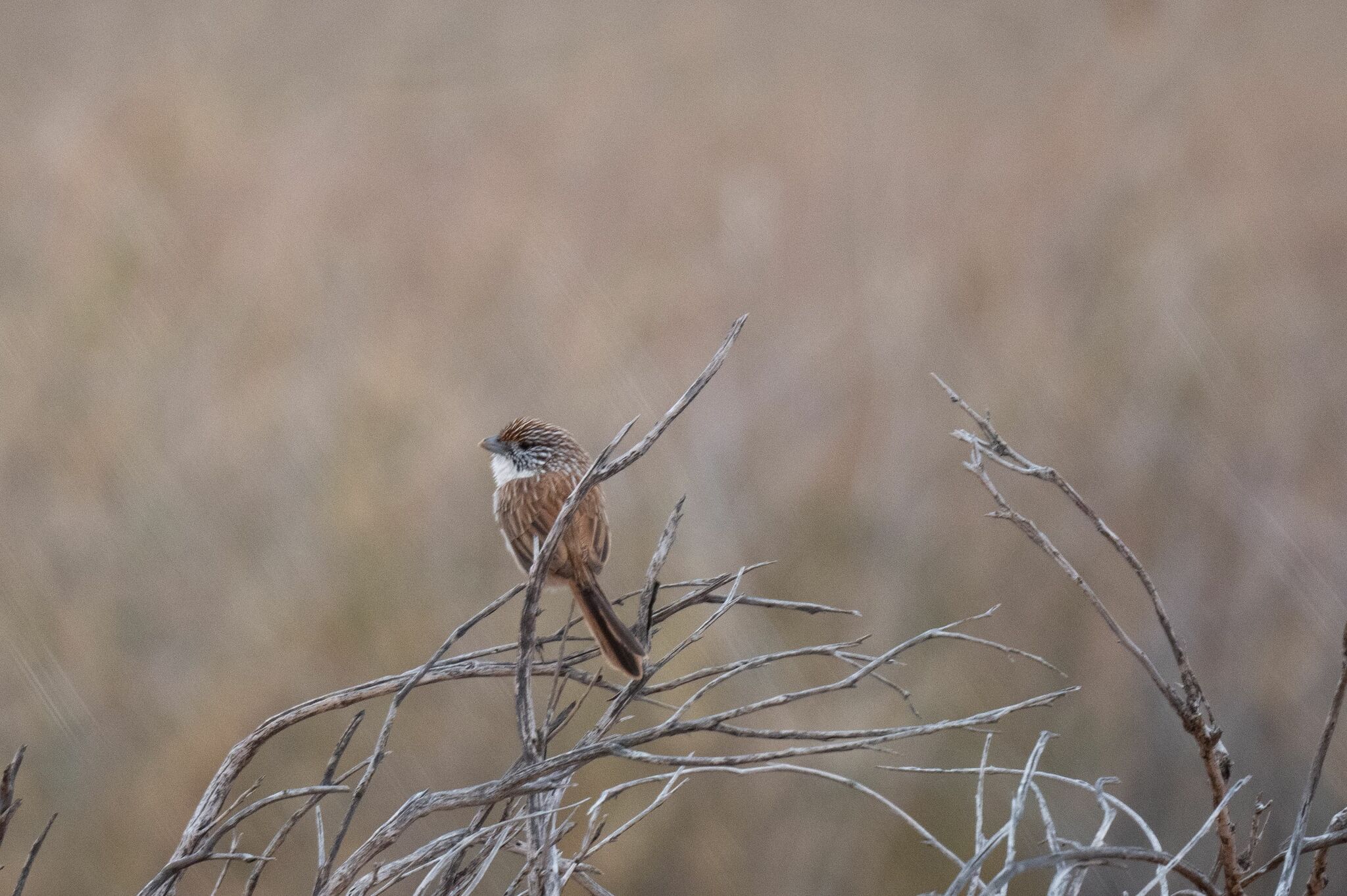 Eyrean Grasswren (Amytornis goyderi), photo 9