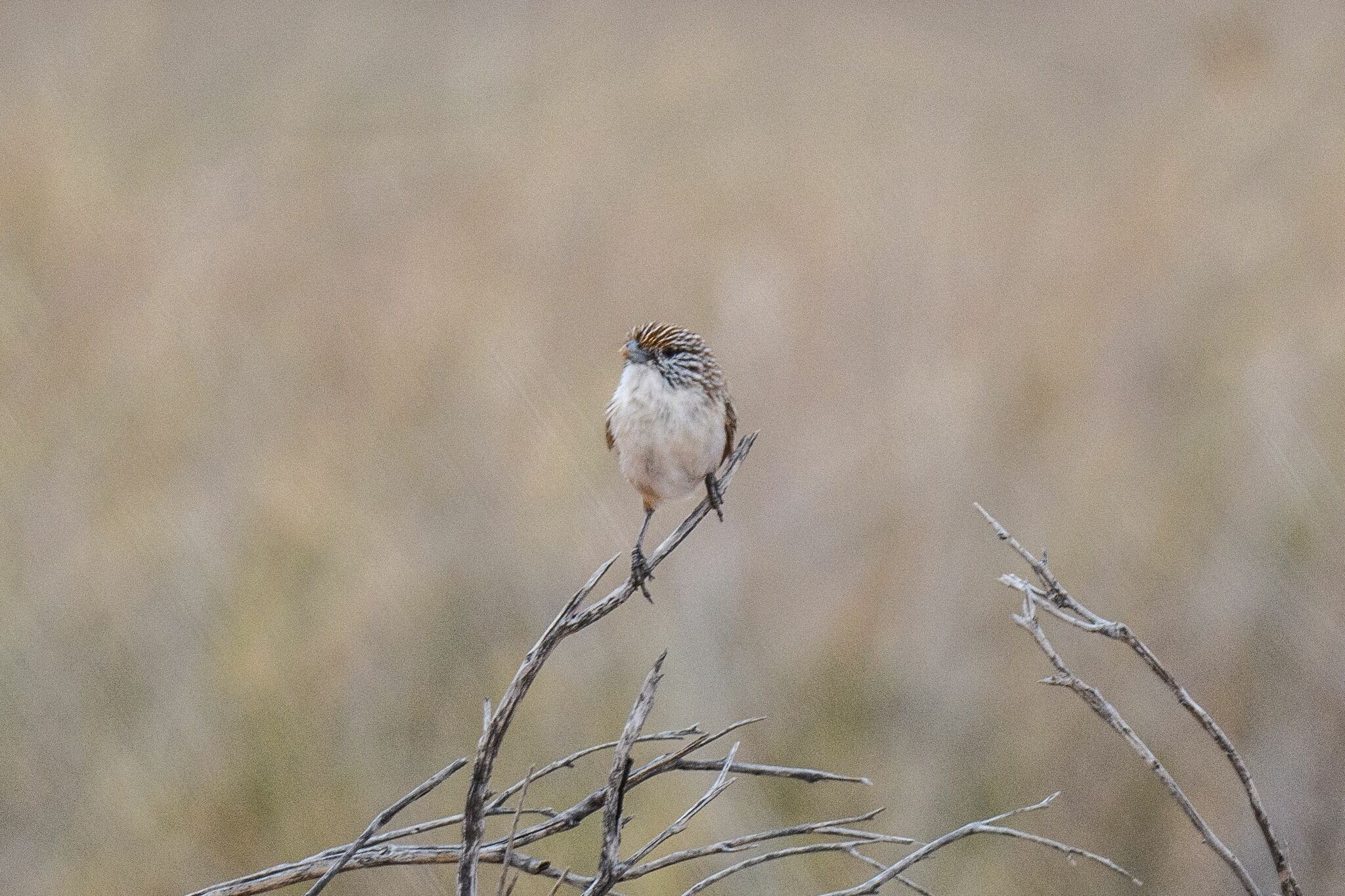 Eyrean Grasswren (Amytornis goyderi), photo 2