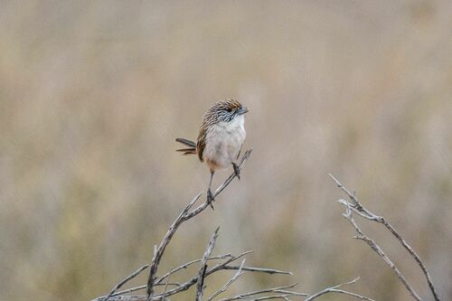 Eyrean Grasswren (Amytornis goyderi), photo 10