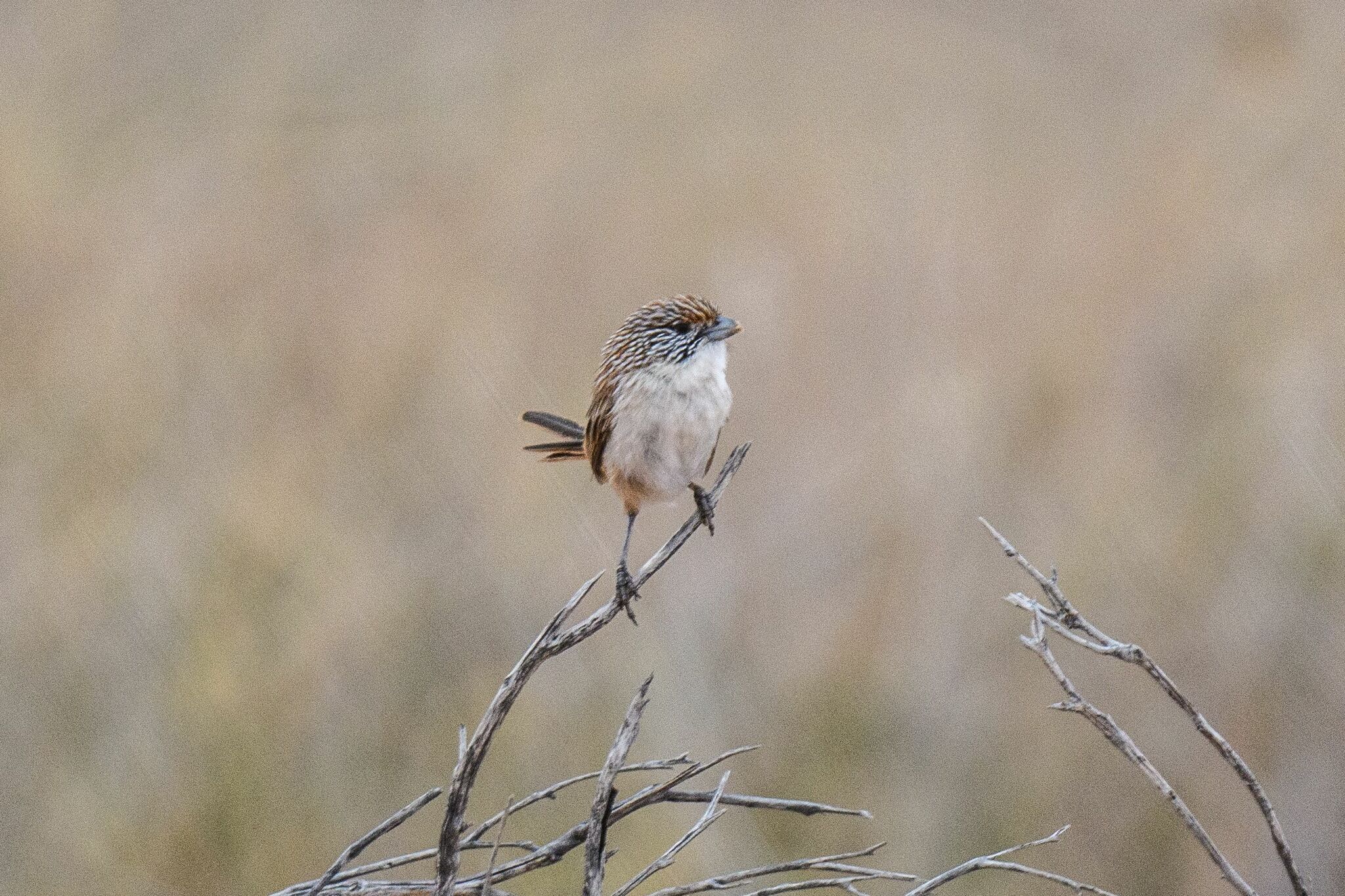 Eyrean Grasswren (Amytornis goyderi), photo 10