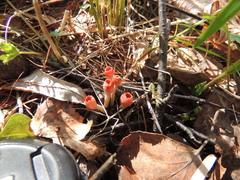 Microstoma protractum