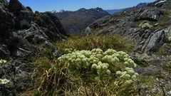 Aciphylla congesta