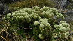 Aciphylla congesta