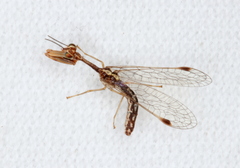 Austromantispa trevori