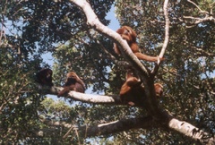 Alouatta guariba