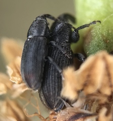 Mecinus pyraster