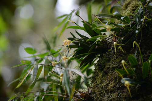 Masdevallia infracta, photograph 2