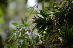 Masdevallia infracta, photograph (c) B. Phalan, some rights reserved (CC BY)