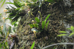 Masdevallia infracta, photograph (c) B. Phalan, some rights reserved (CC BY)