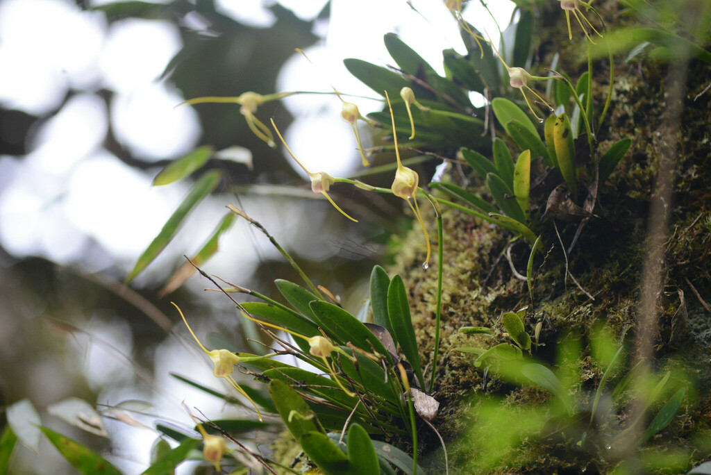Masdevallia infracta
