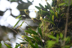 Masdevallia infracta