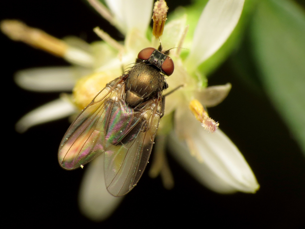 Oak Shothole Leafminer