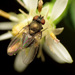 Japanagromyza viridula - Photo (c) Katja Schulz,  זכויות יוצרים חלקיות (CC BY)